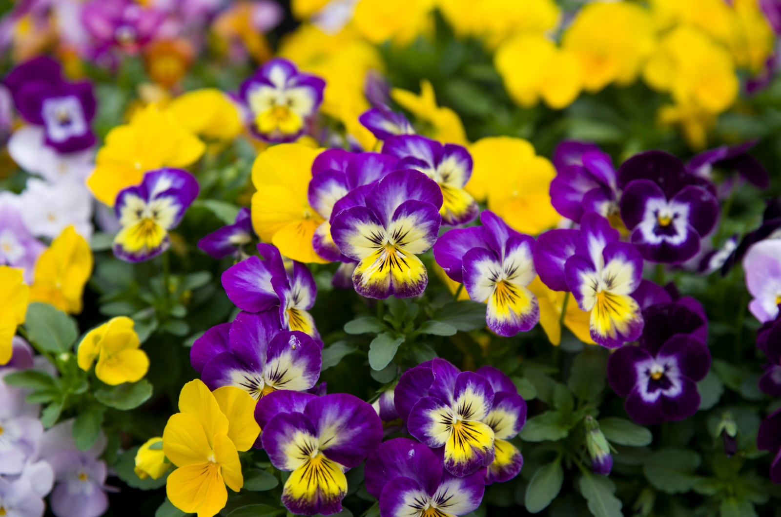 Pansies