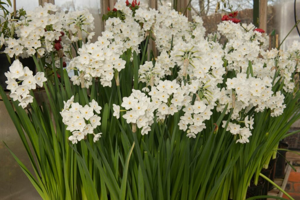 Paperwhites