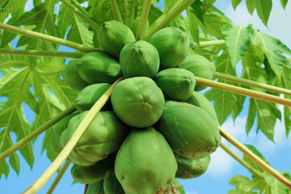 Sapi Sapi Tree 11 Stunning Yet Underrated Trees That Deserve A Spot In Every Yard