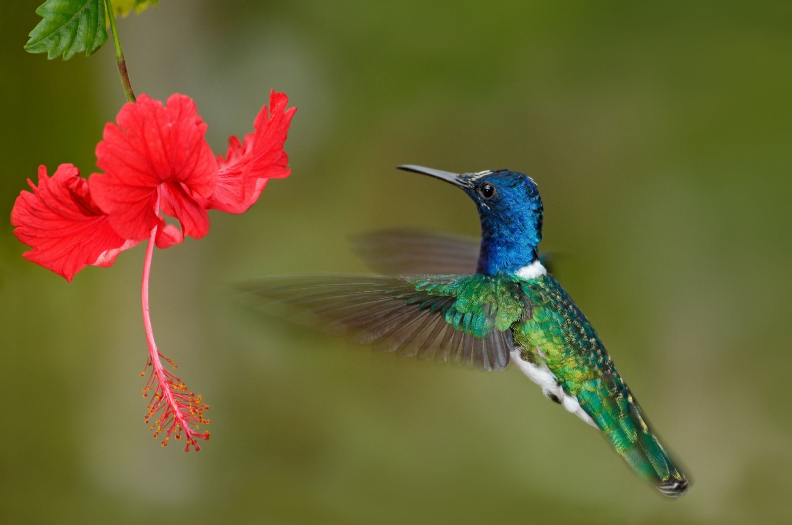 Perennial and hummingbird