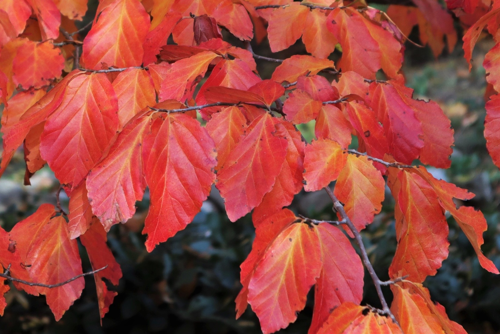 Persian Ironwood