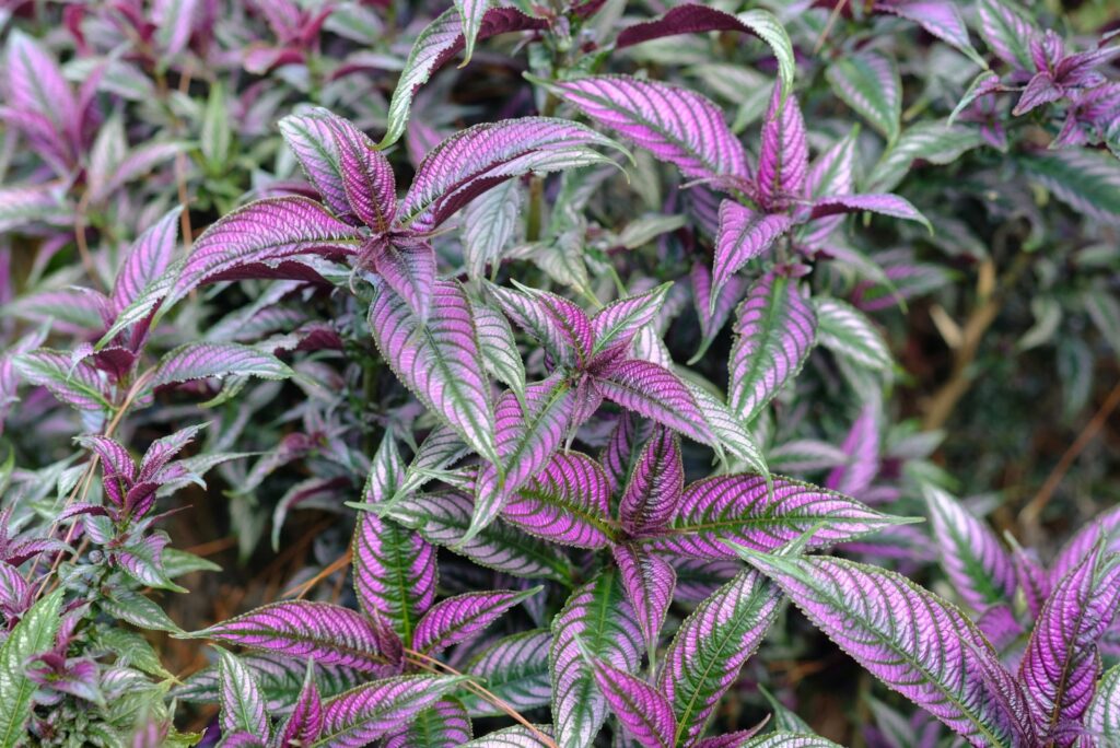 Persian Shield Foliage