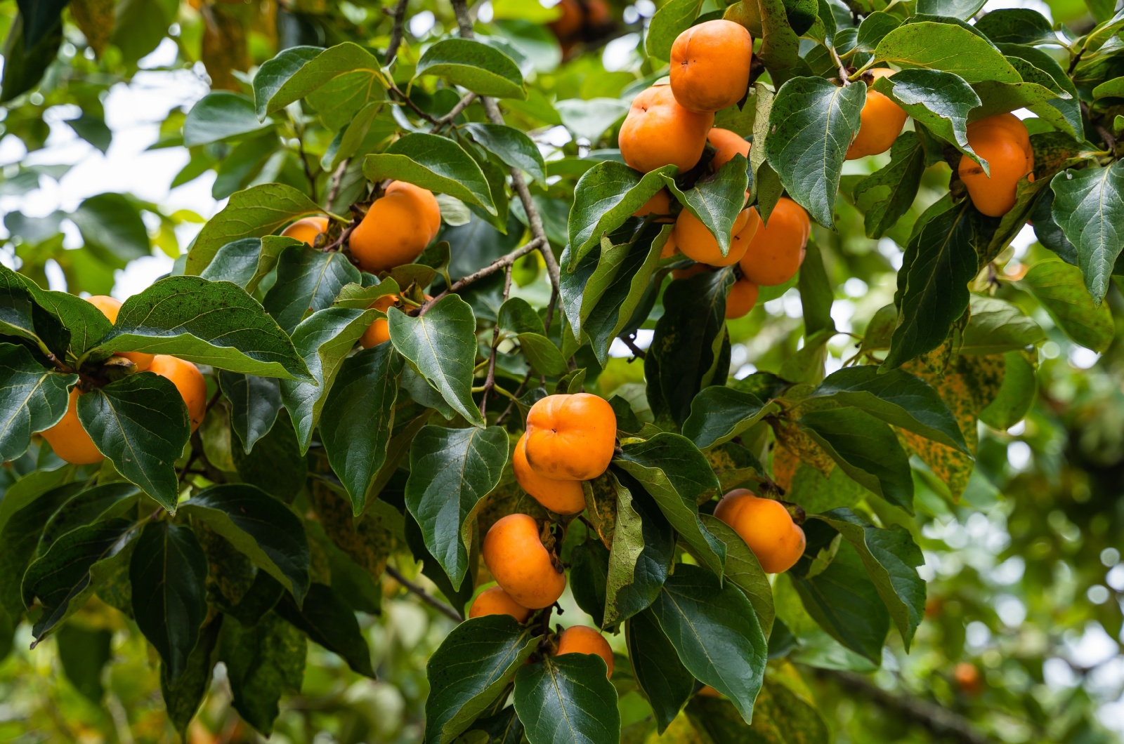 Persimmons tree