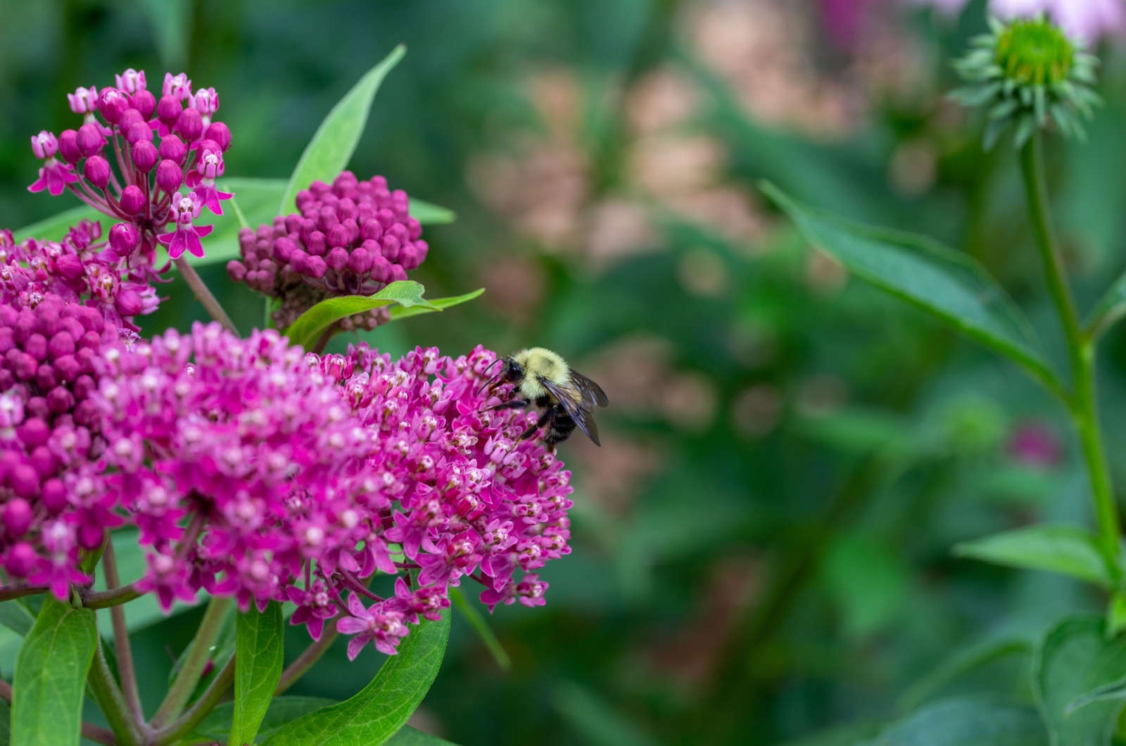 Pest on a milkweed