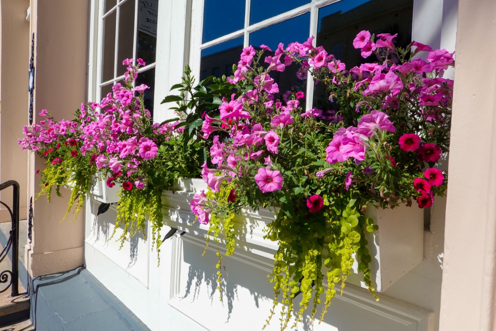 Petunias in containers on window