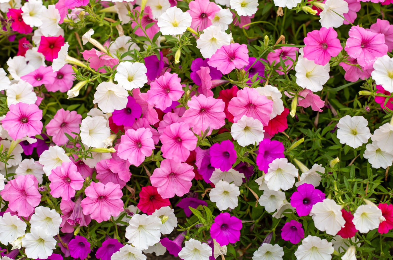 Petunias