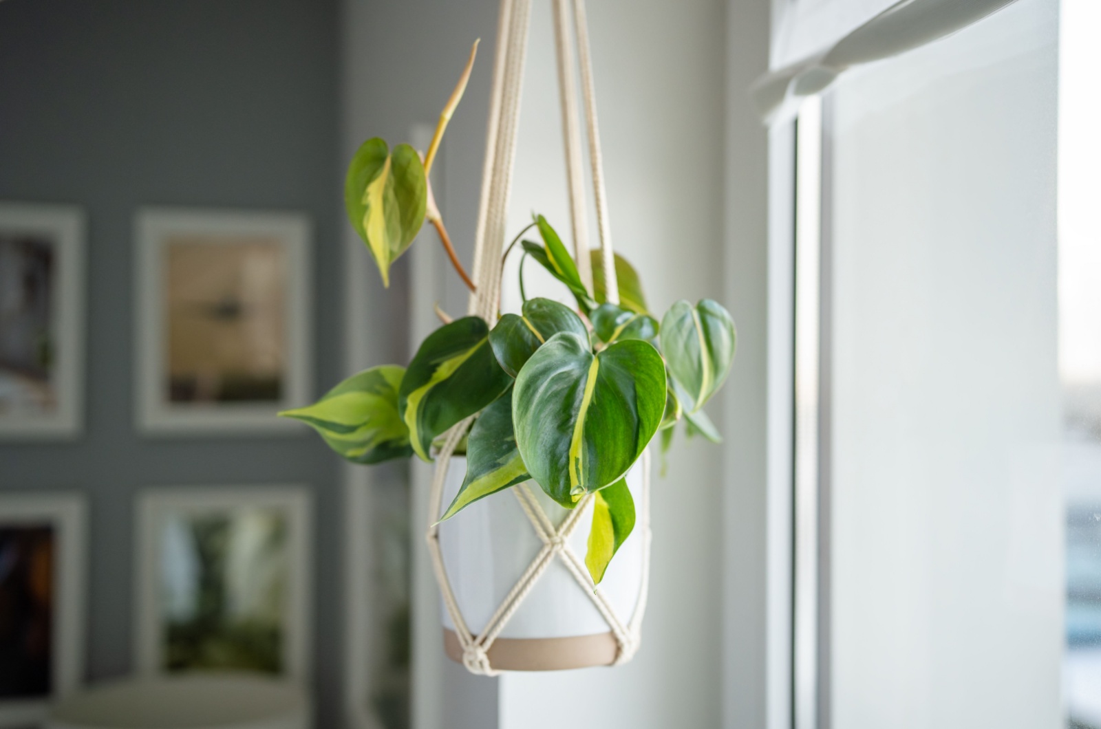 Philodendron Brasil in white ceramic pot