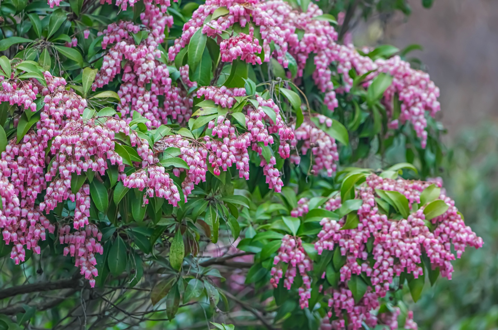 Pieris Japonica