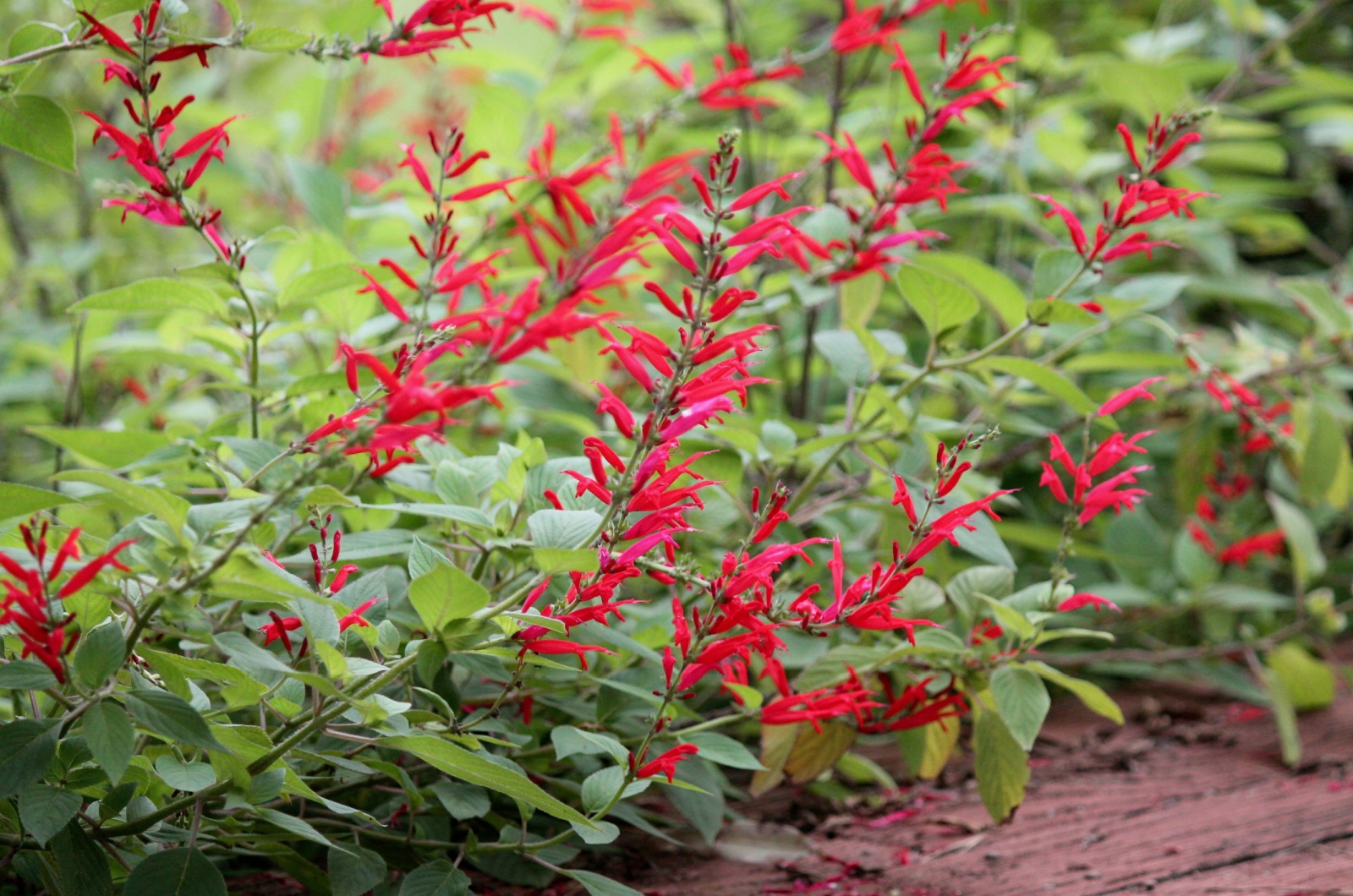 Pineapple Sage