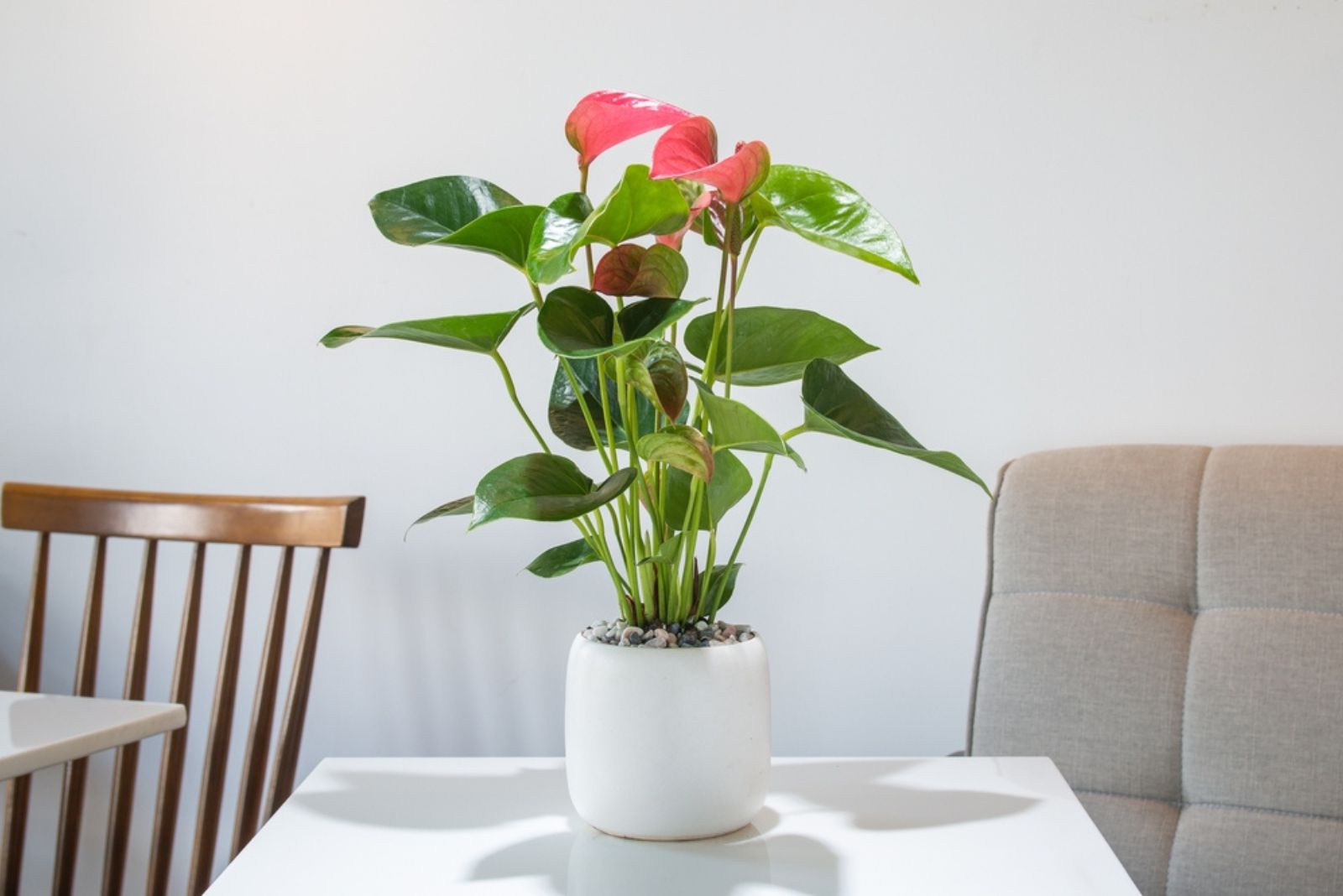 Pink Anthurium