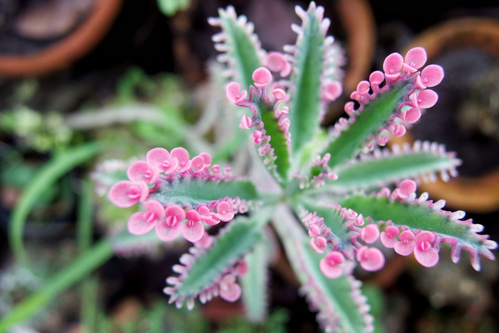 Pink Butterfly Kalanchoe