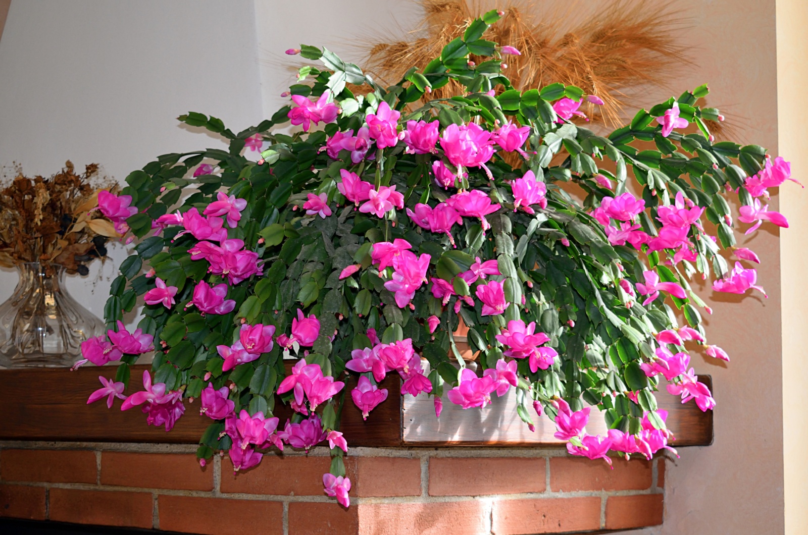 Pink Christmas Cactus