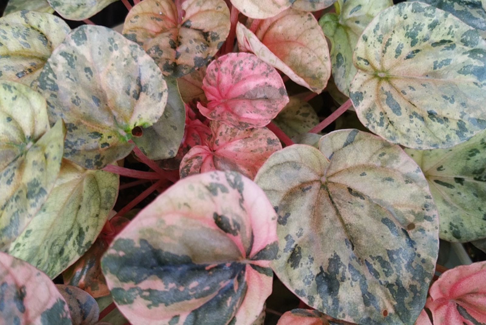 _Pink Lady Peperomia