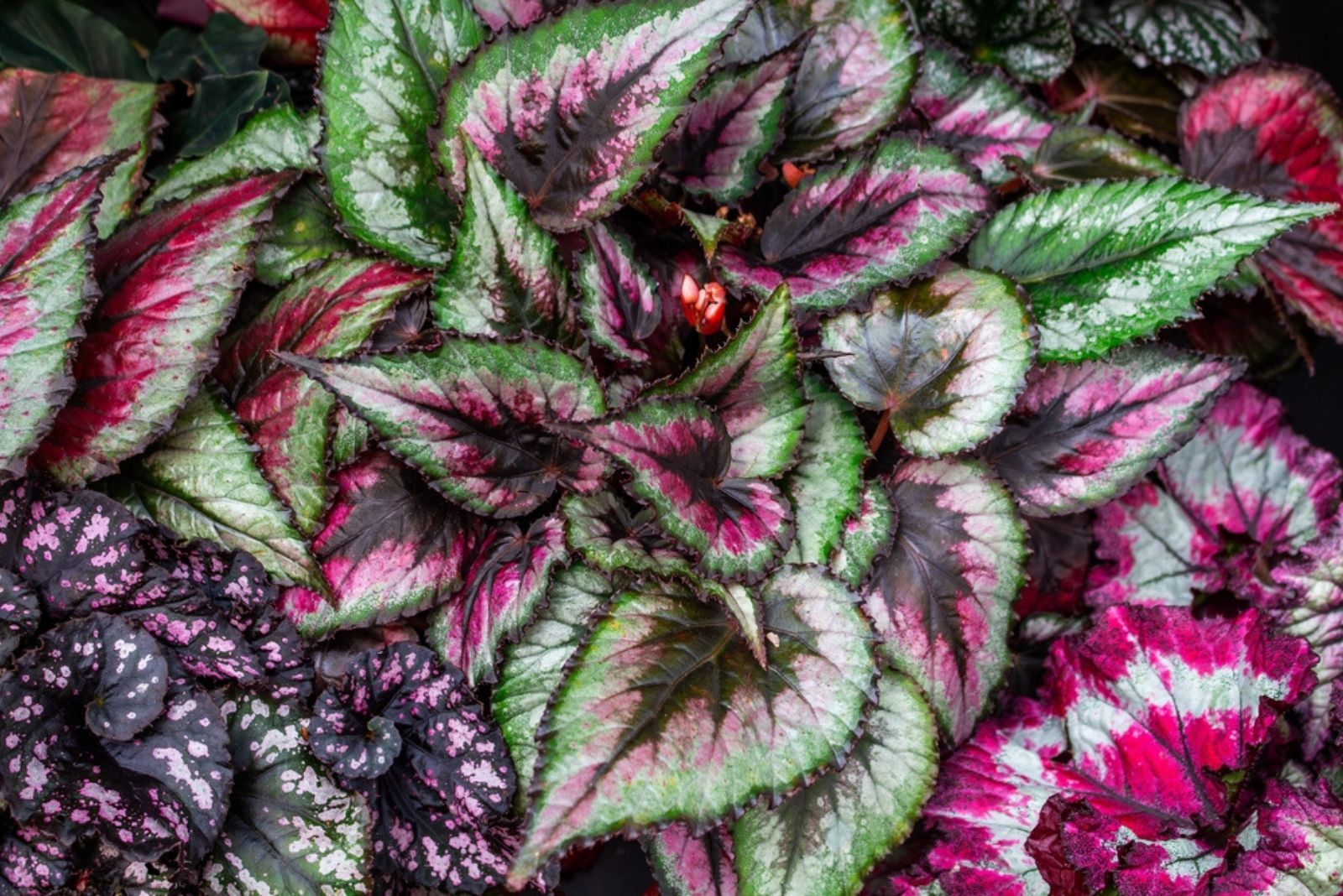 Pink Painted-Leaf Begonia