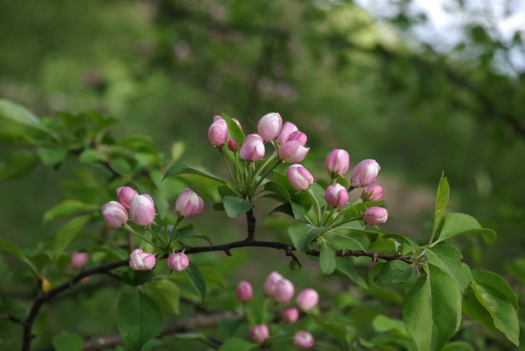 Pink Pear