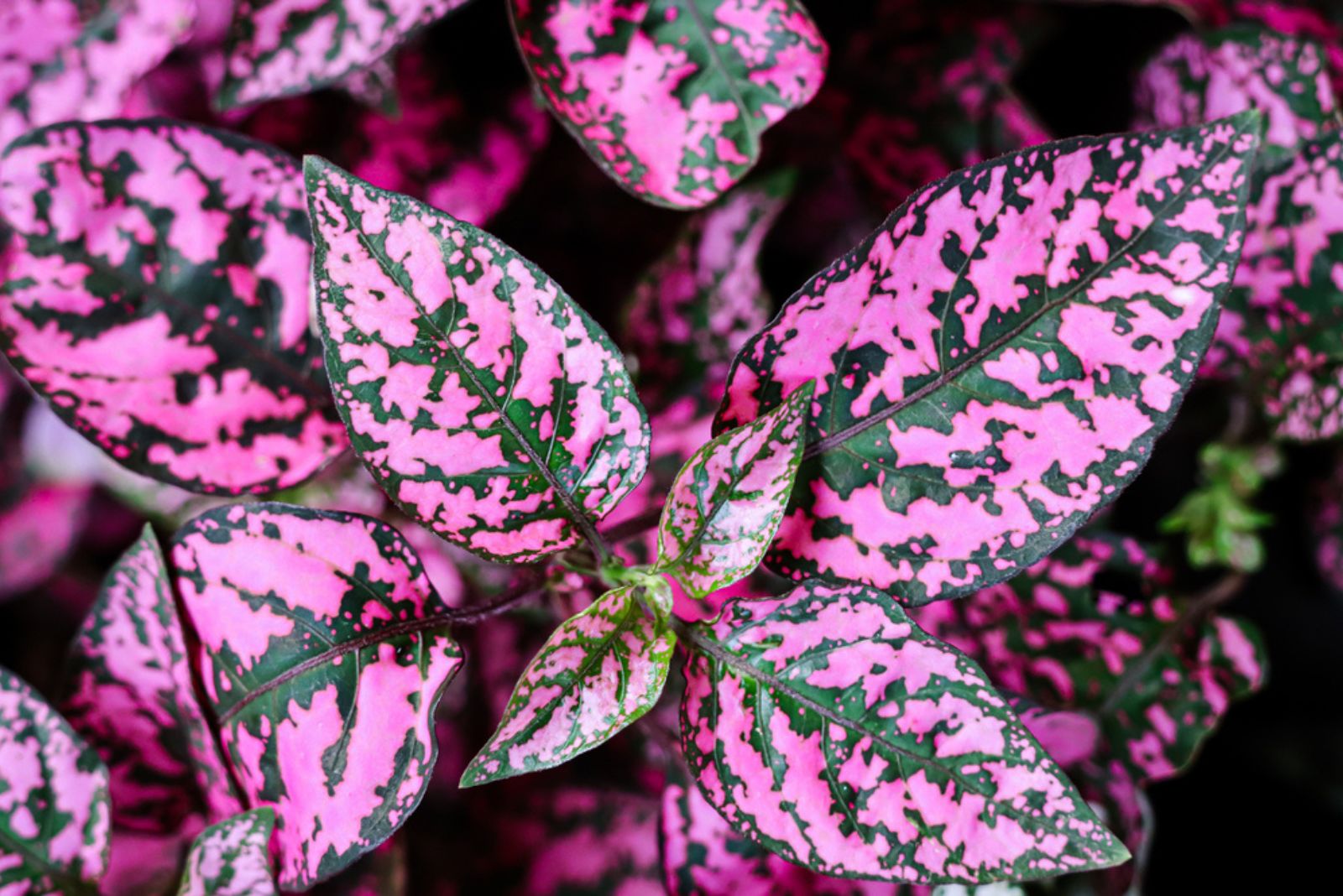 Pink Polka Dot Plant