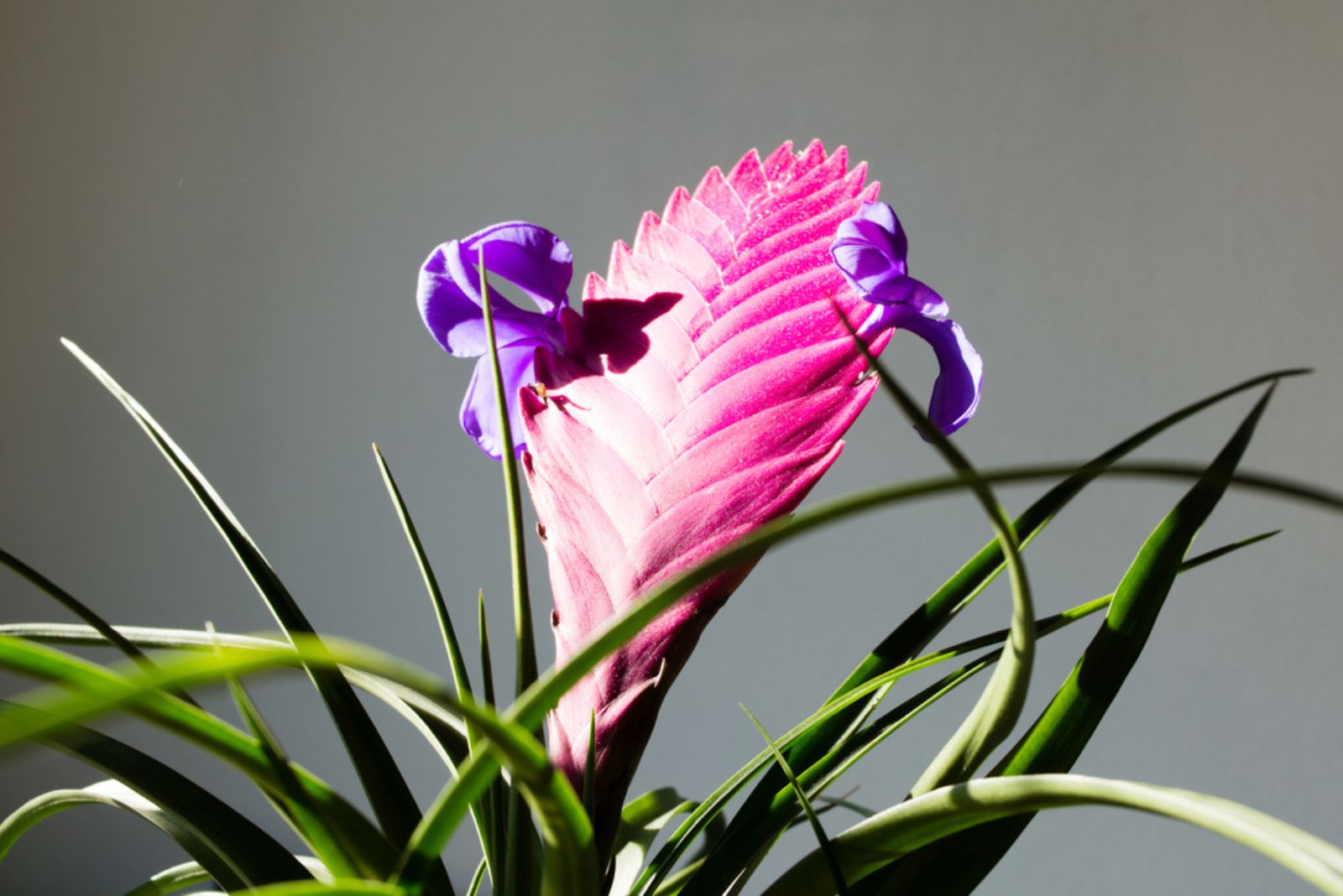 Pink Quill Plant