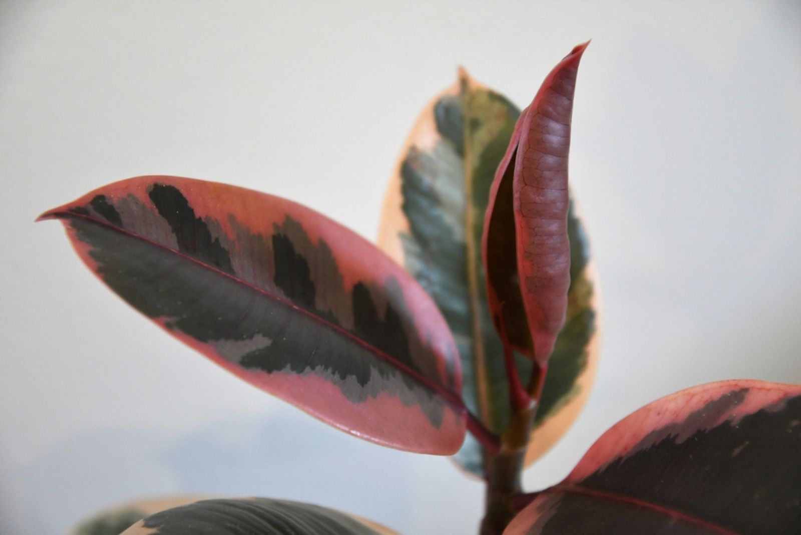 Pink Rubber Plant