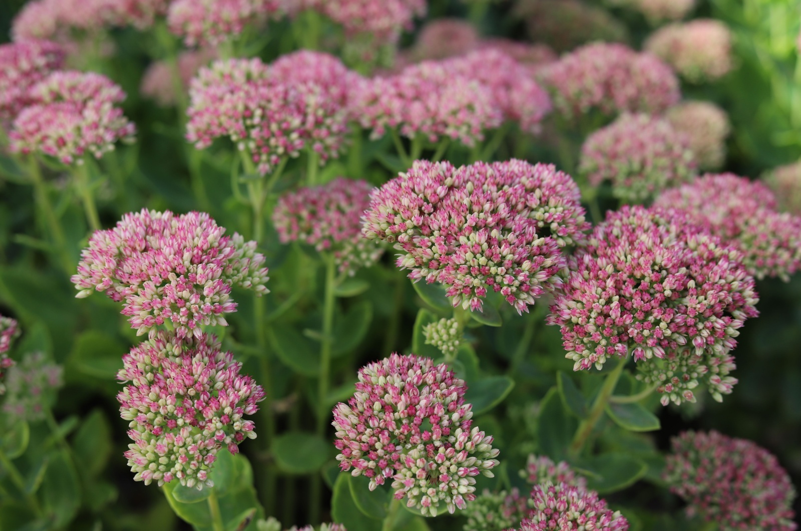 Pink Sedum flower