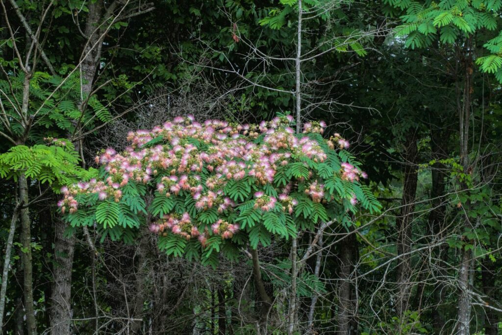 Pink Silk Tree