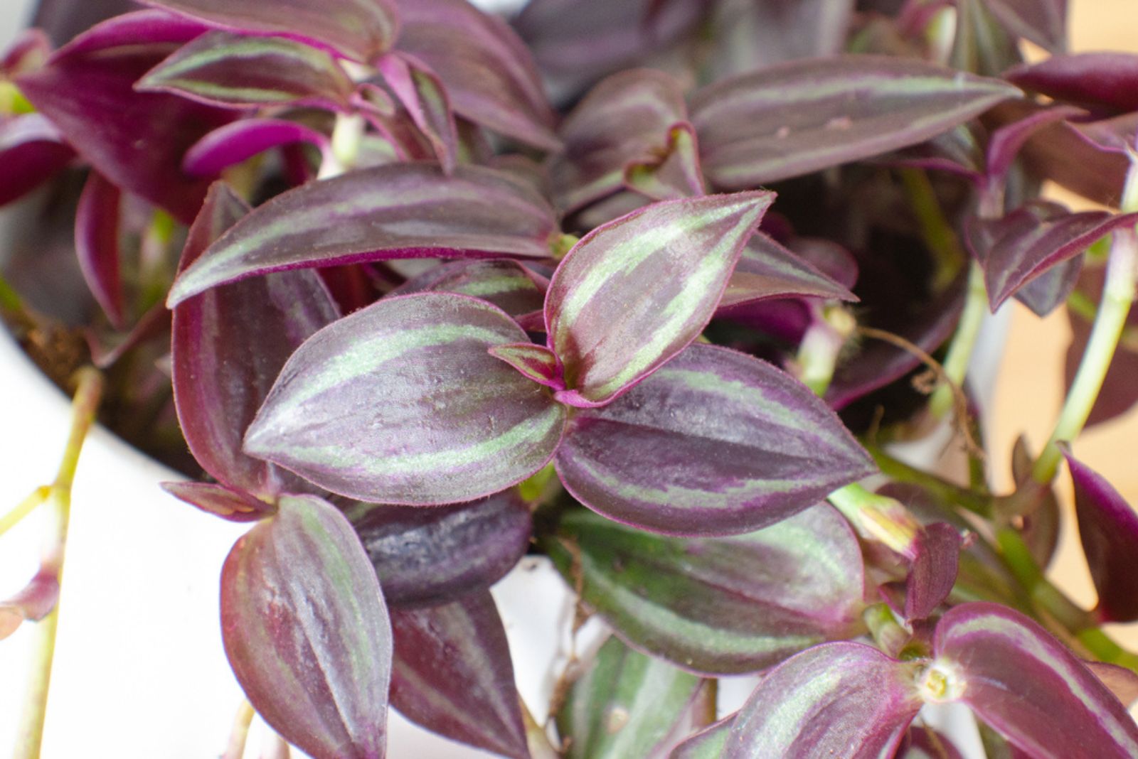 Pink Wandering Jew