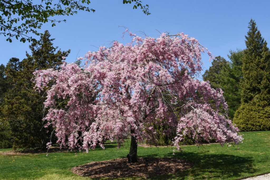 Pink Weeping Cherry