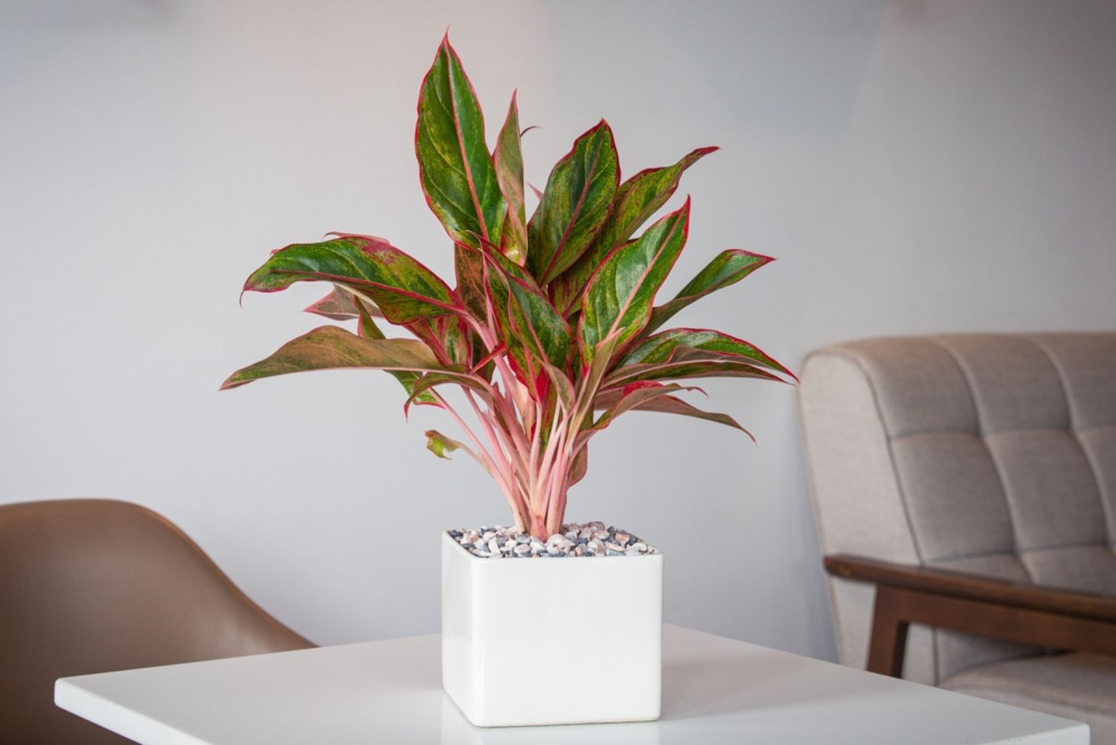 Pink chinese evergreen plant