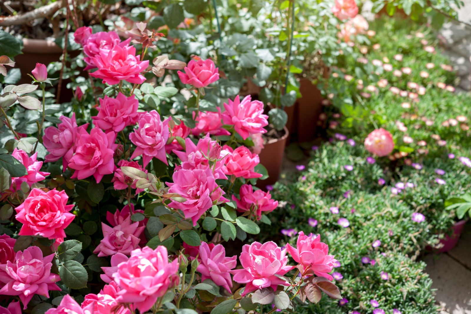 Pink knock out roses