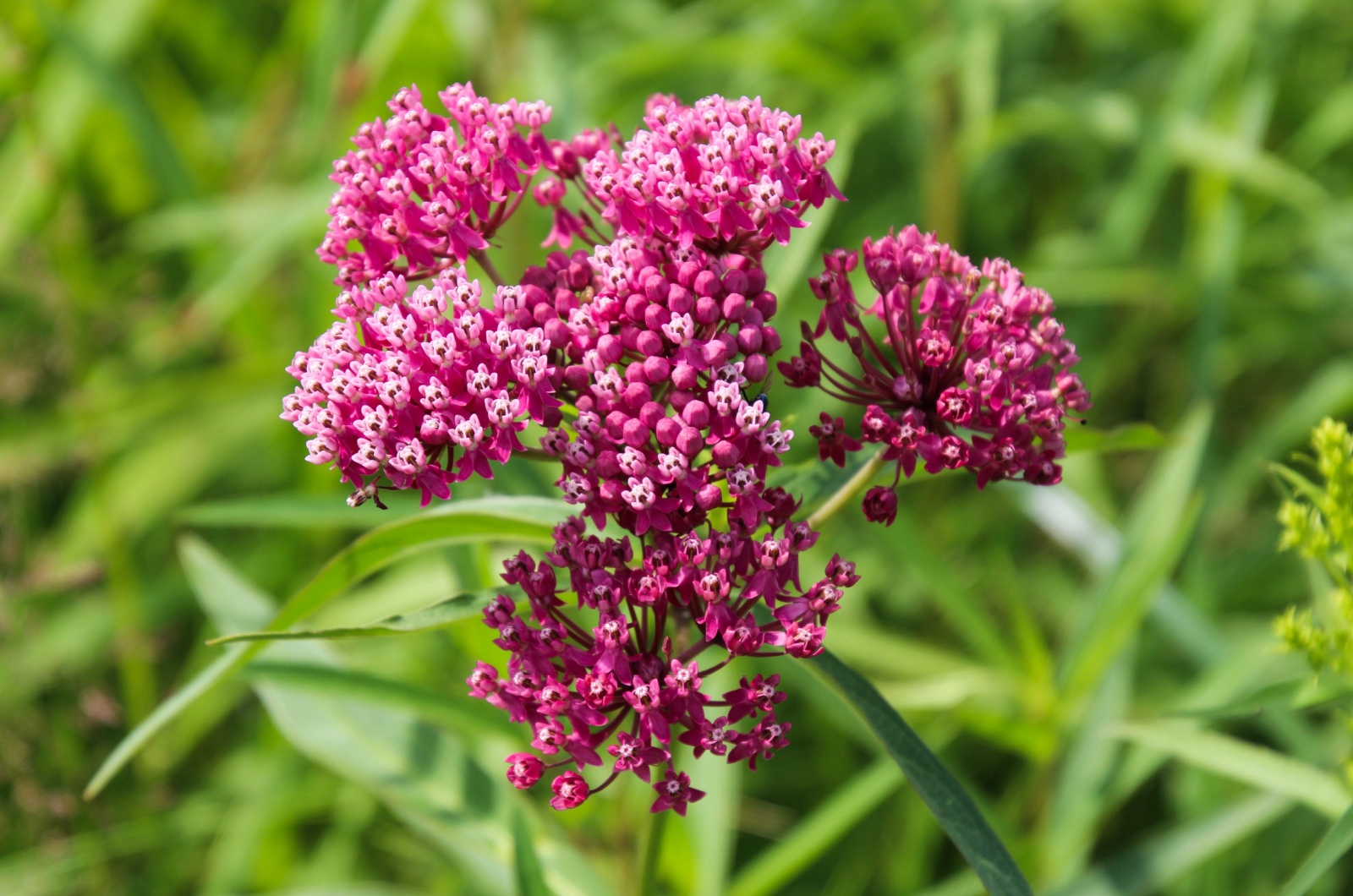 Pink milkweed