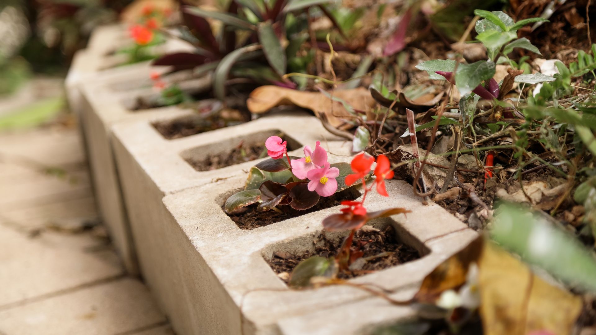 cinderblocks with plants