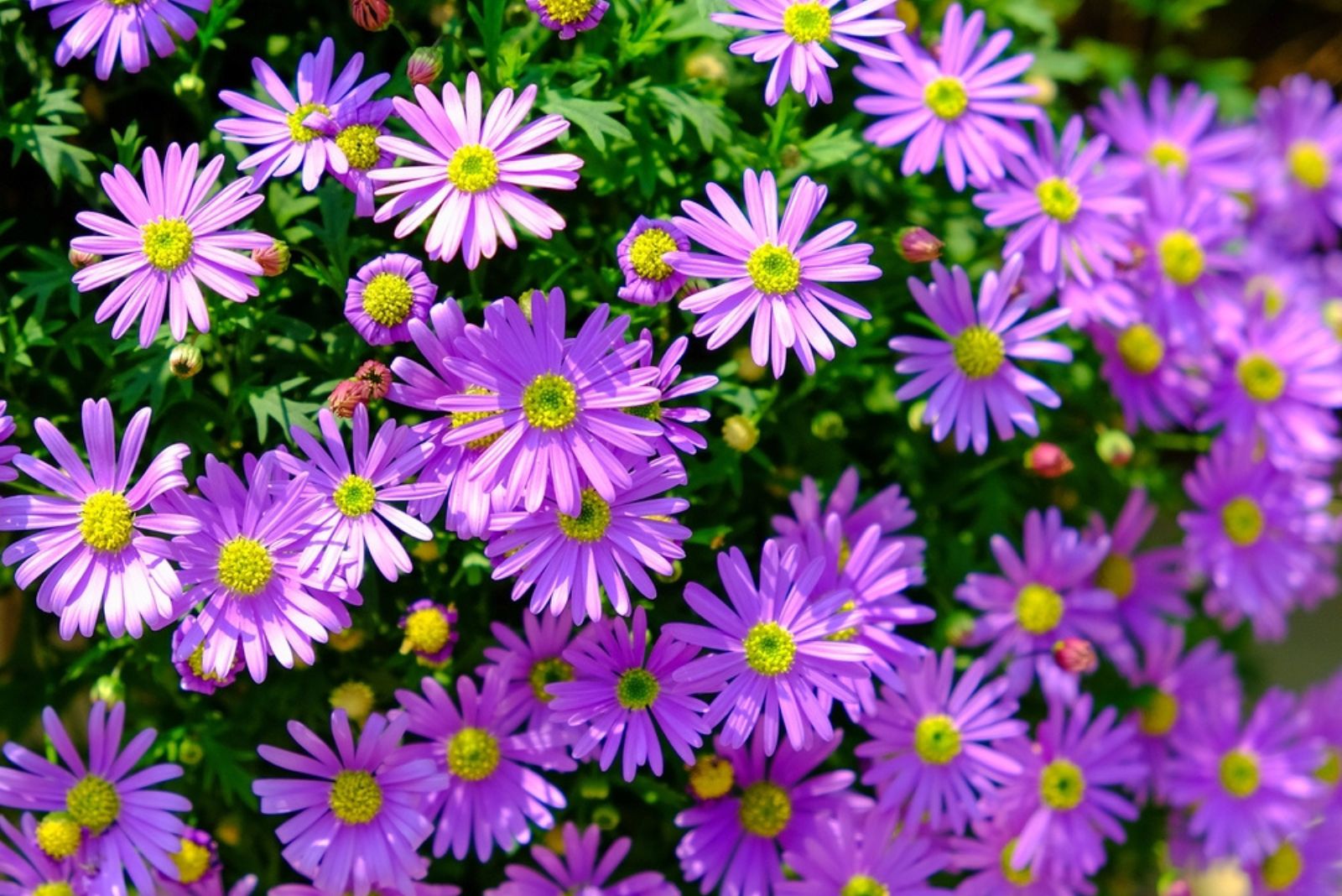 Plant Asters