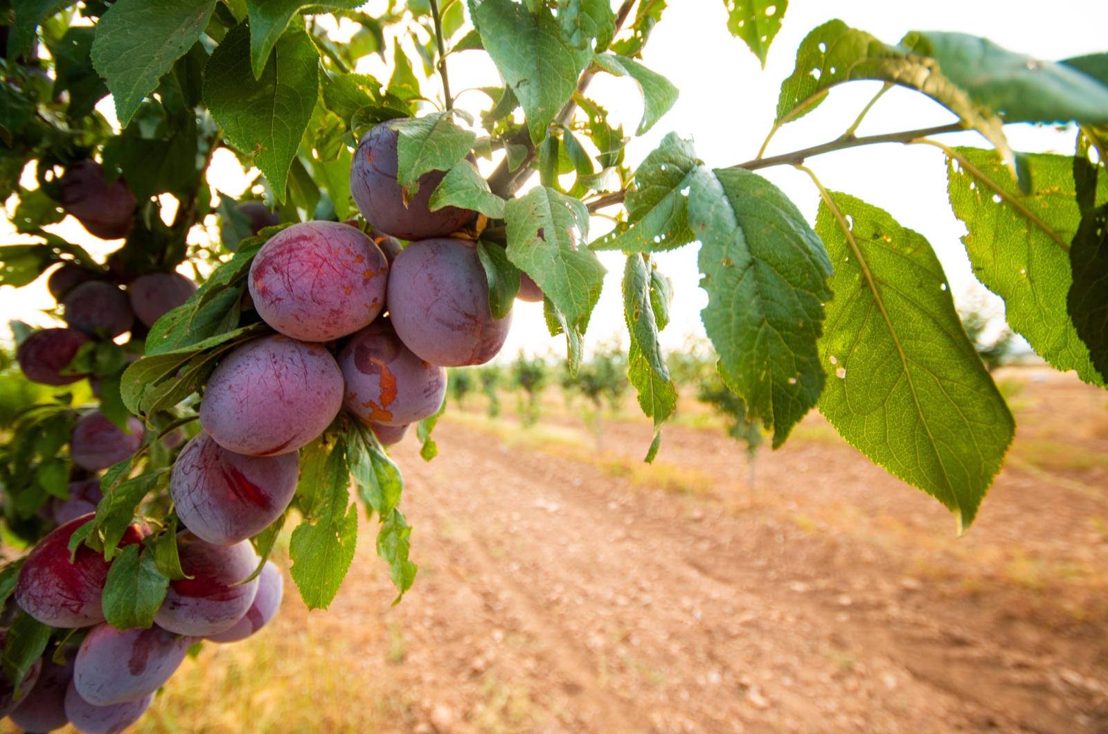 Plum Tree