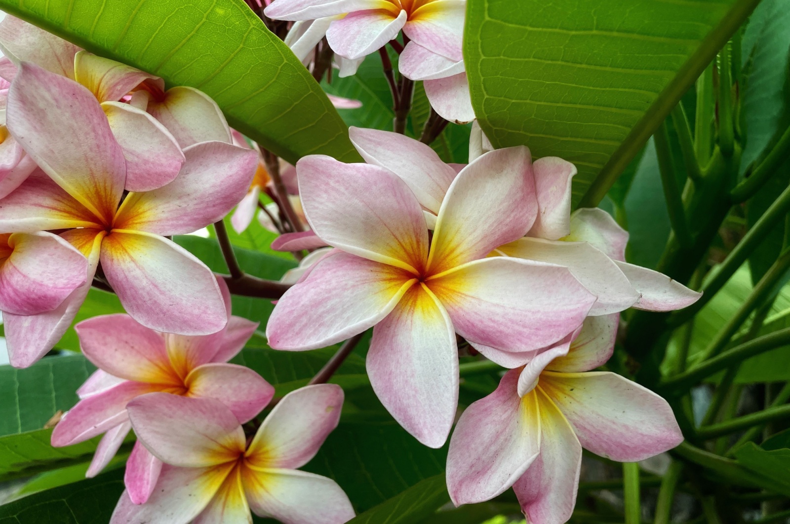 Plumeria