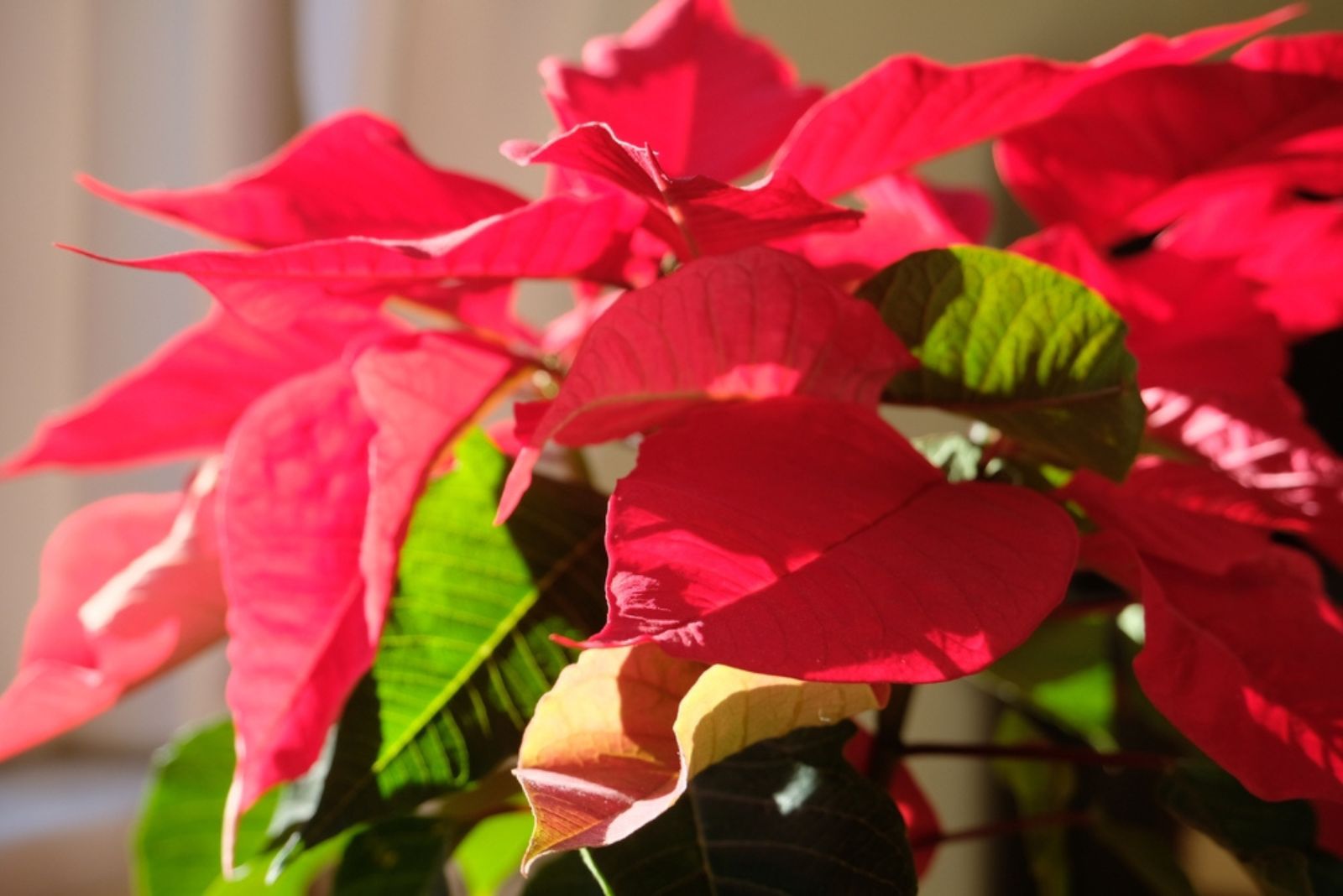 Poinsettia flower glowing in the sunlight