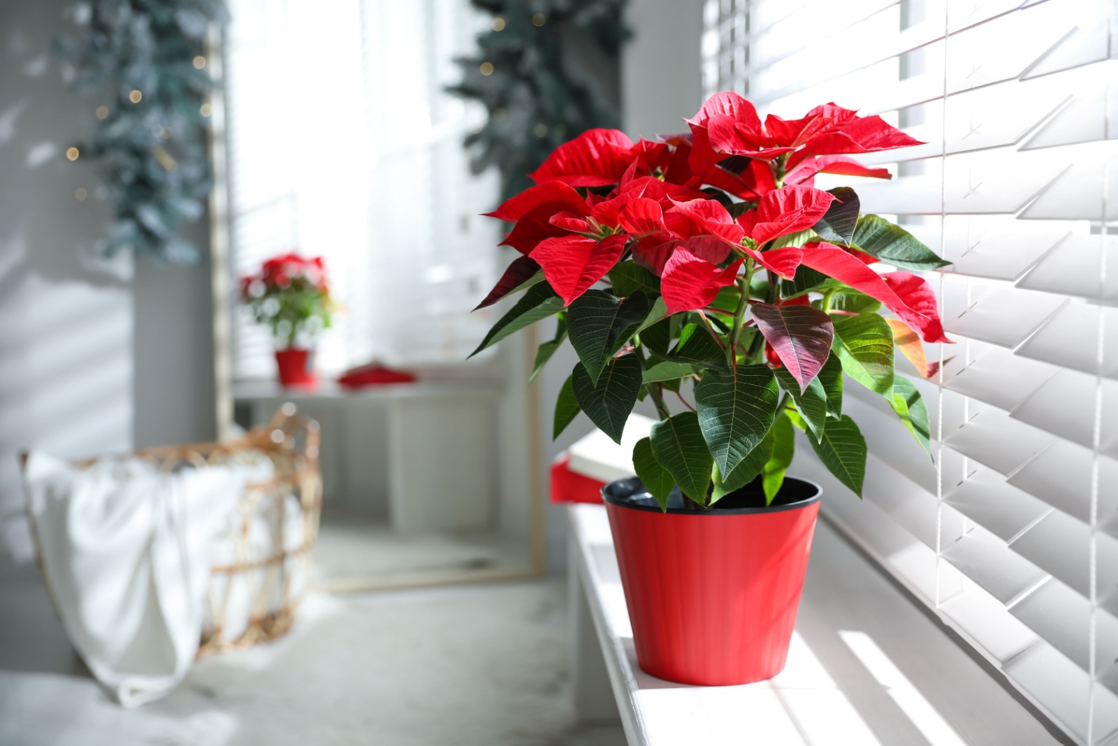 Poinsettia on a window sill