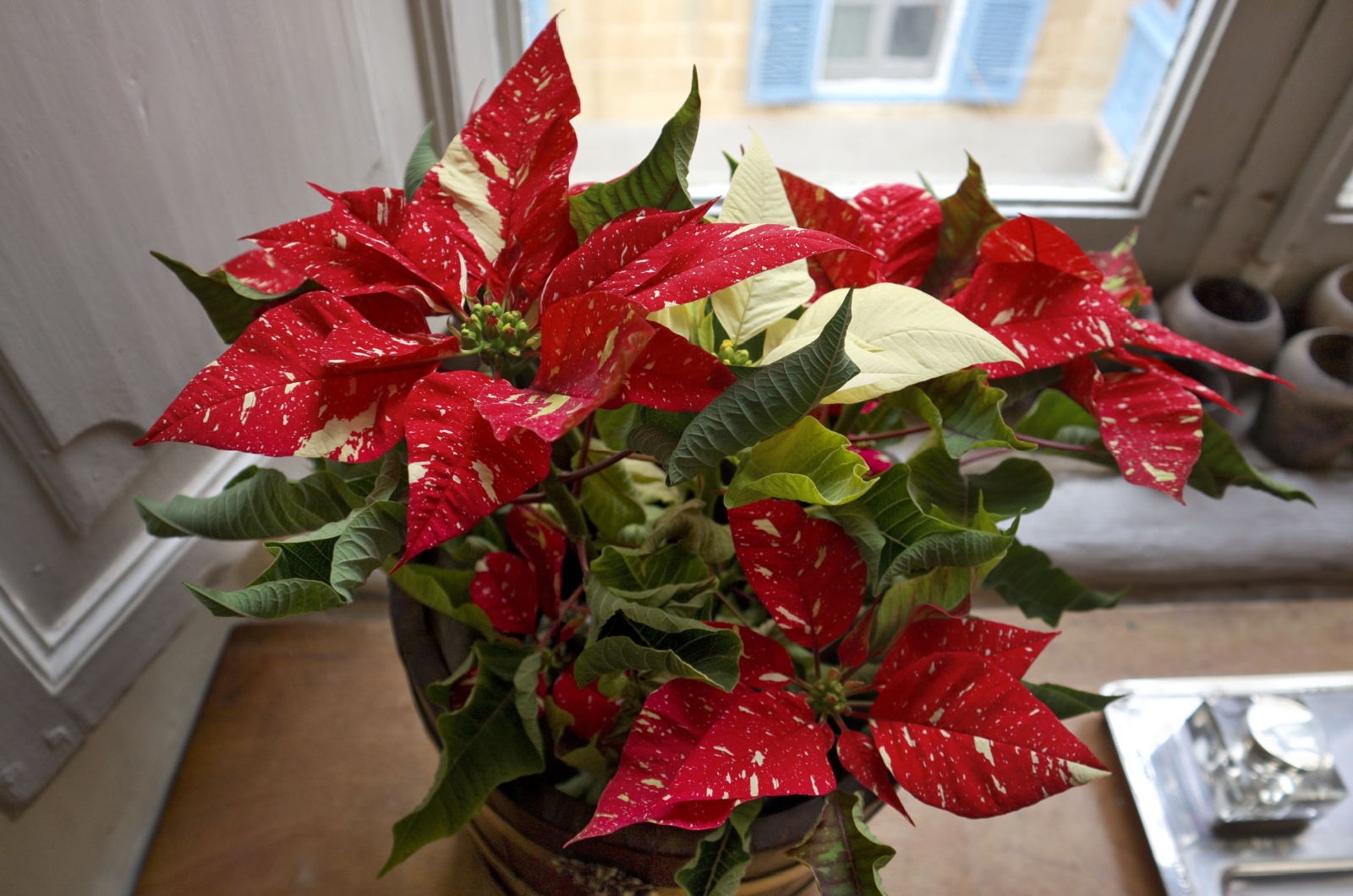 Poinsettias