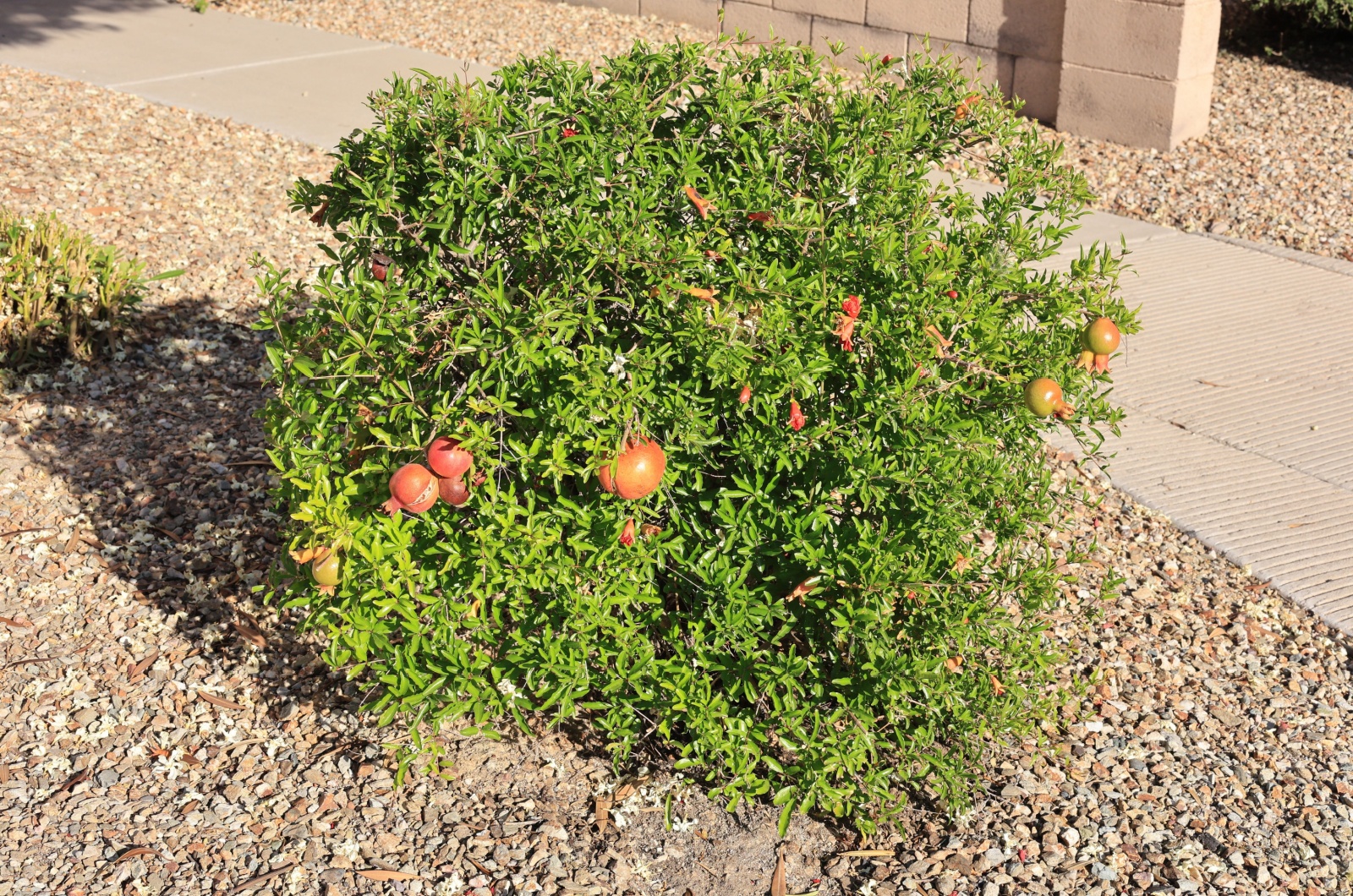 Pomegranate Shrub