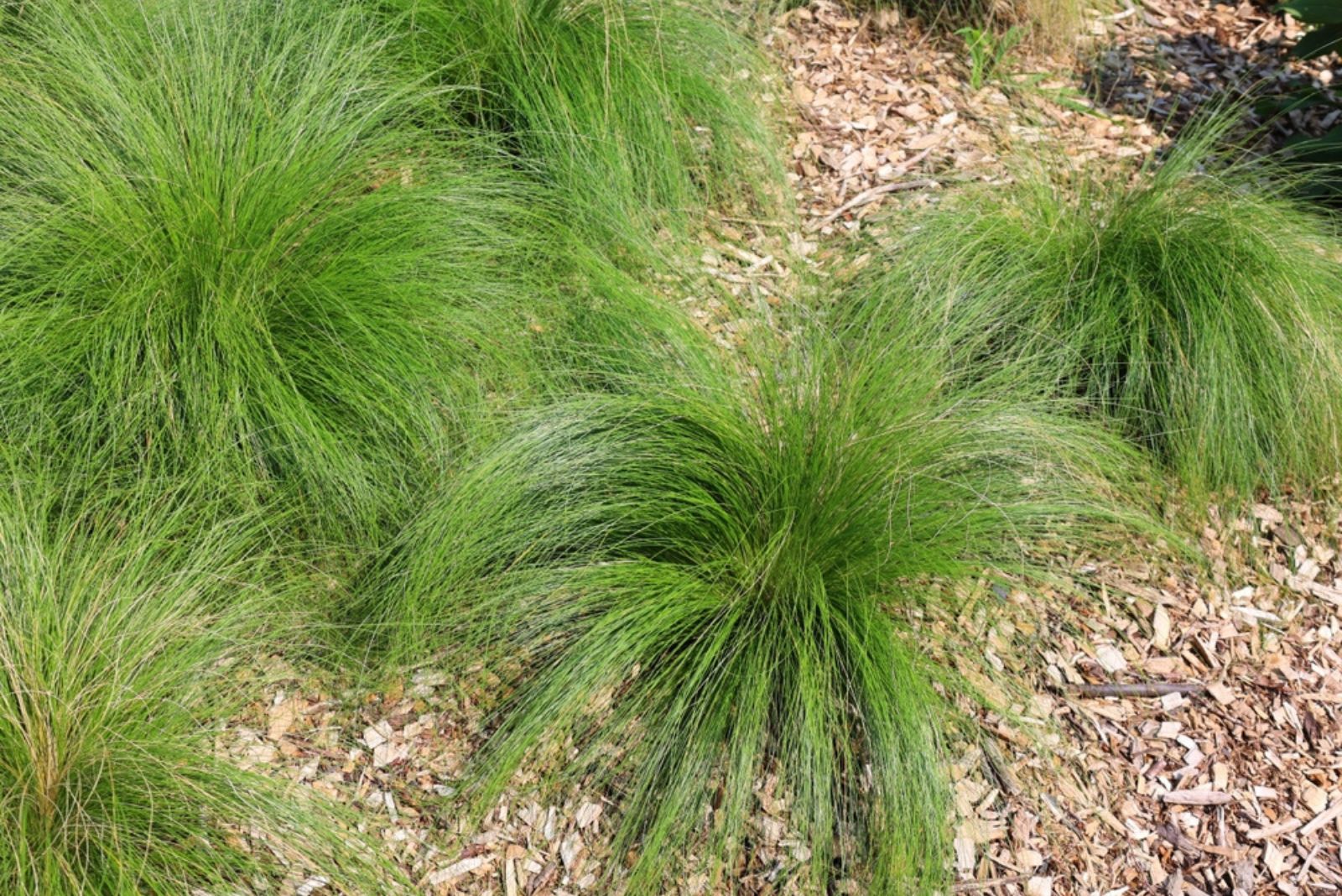 Prairie Dropseed