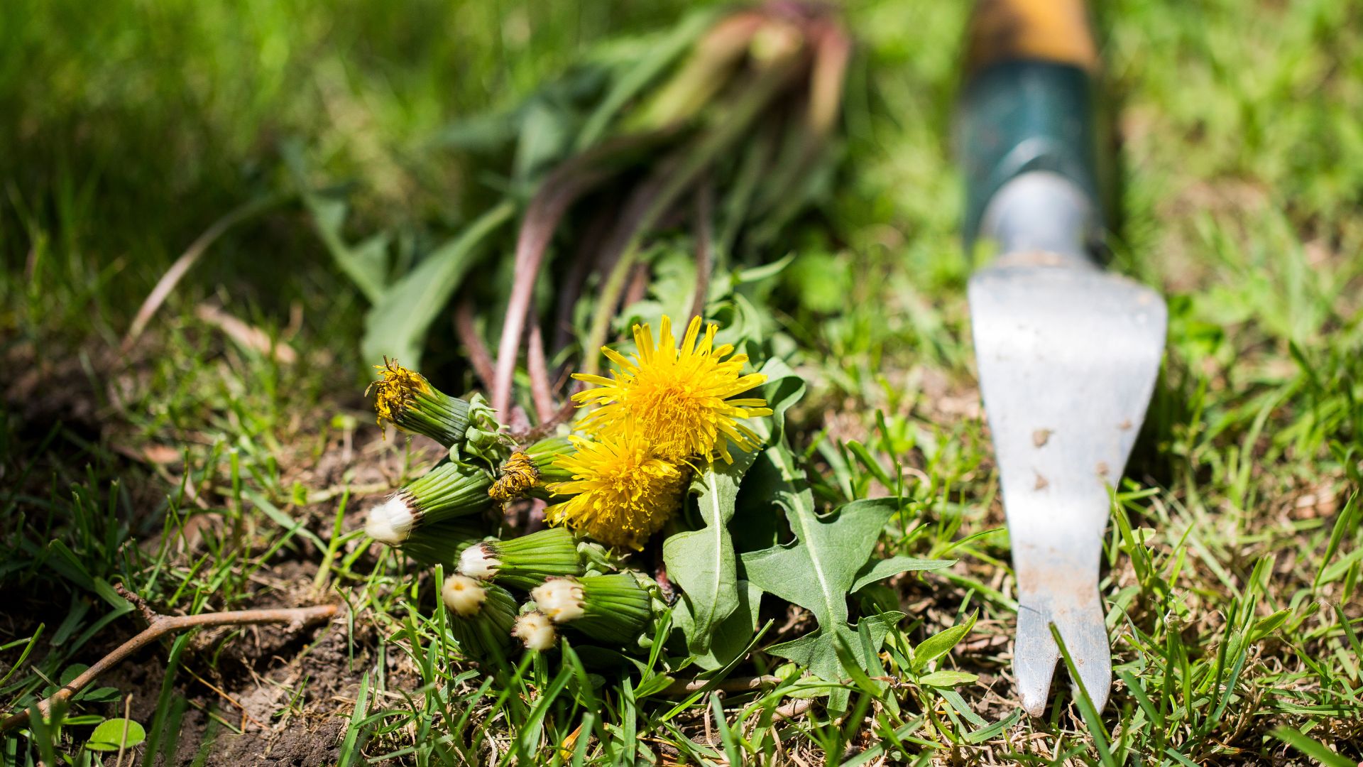 Prevent Weeds With One Simple Change To Your Lawn Care Routine