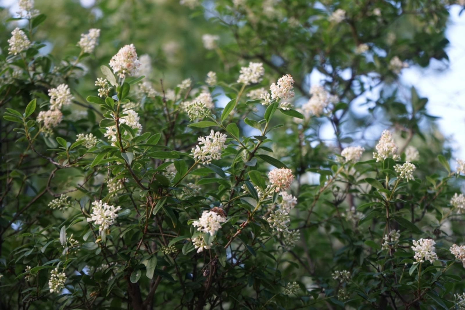 privet tree