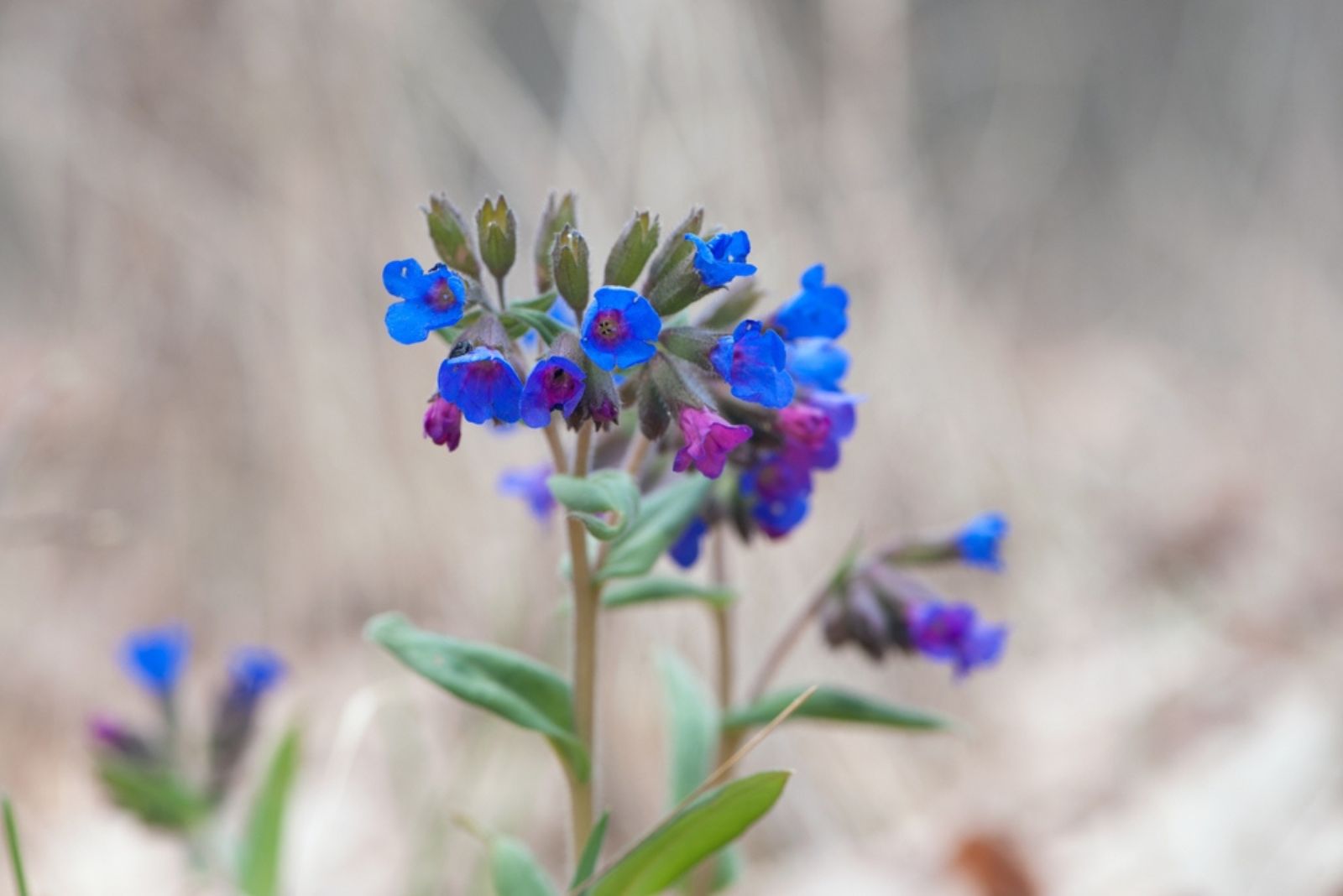 Pulmonaria 