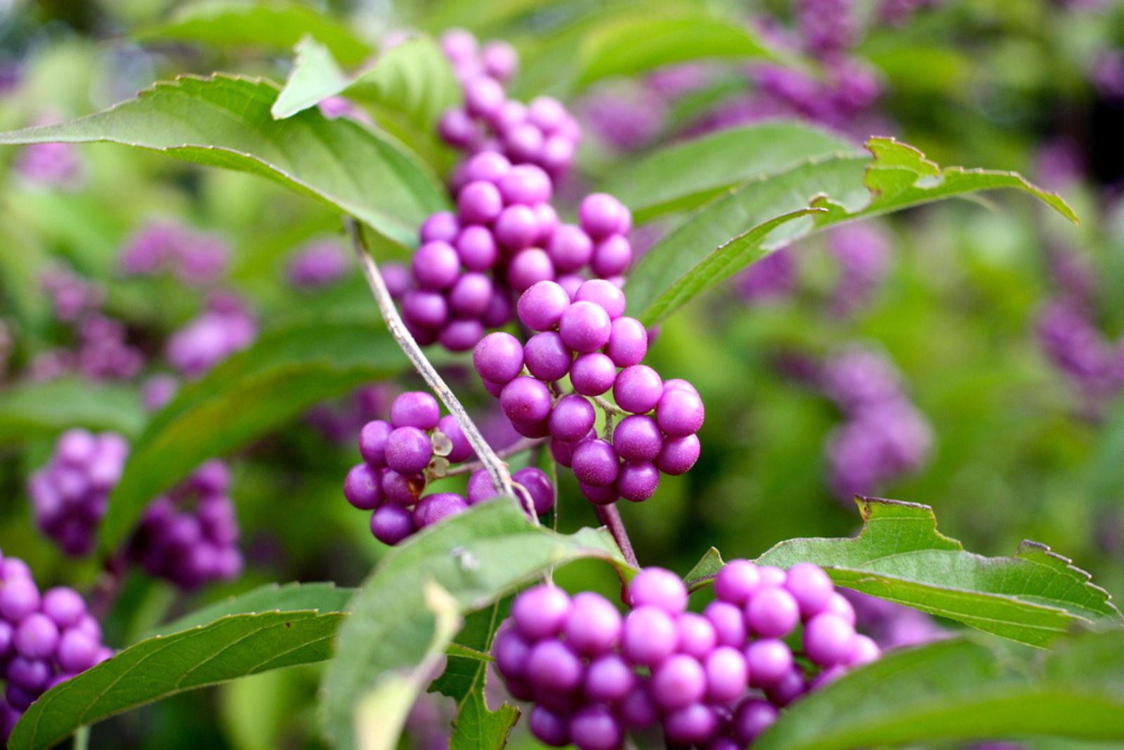 Purple Beautyberry