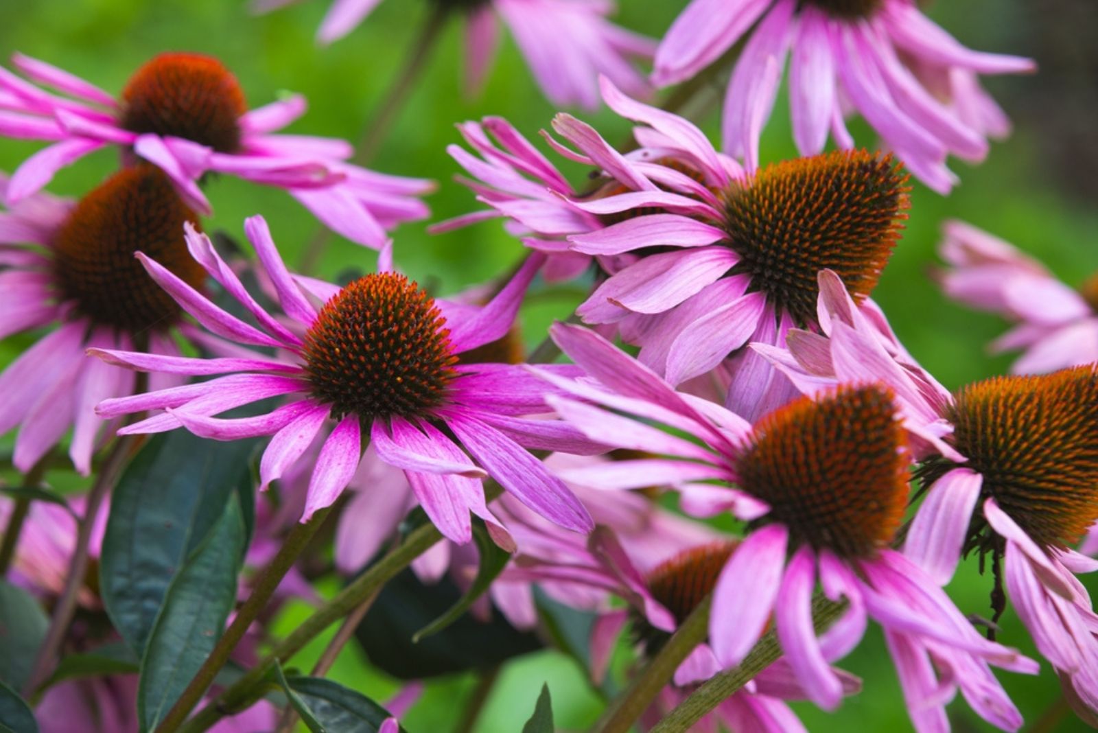 purple coneflowers