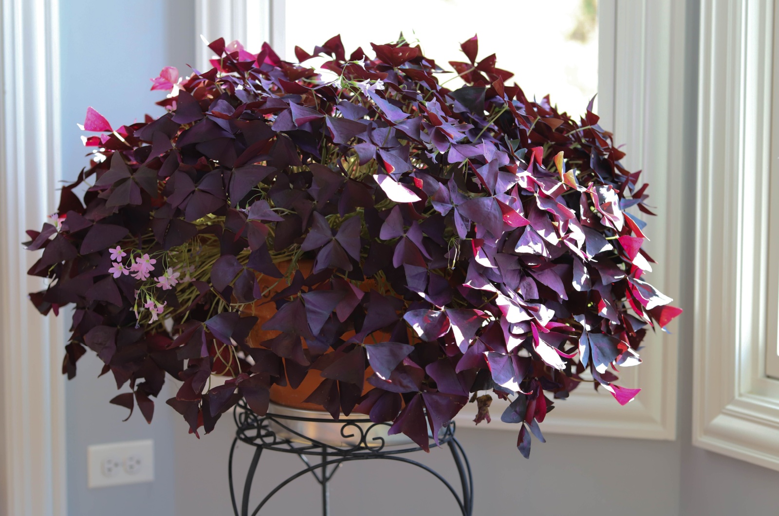 Purple Oxalis