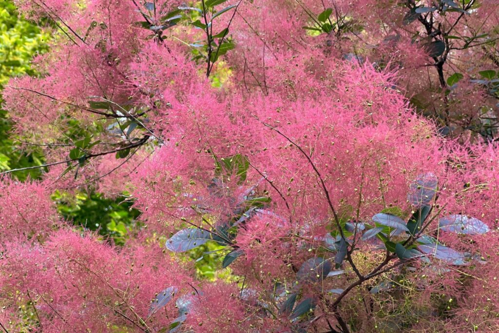 Purple Smoke Tree