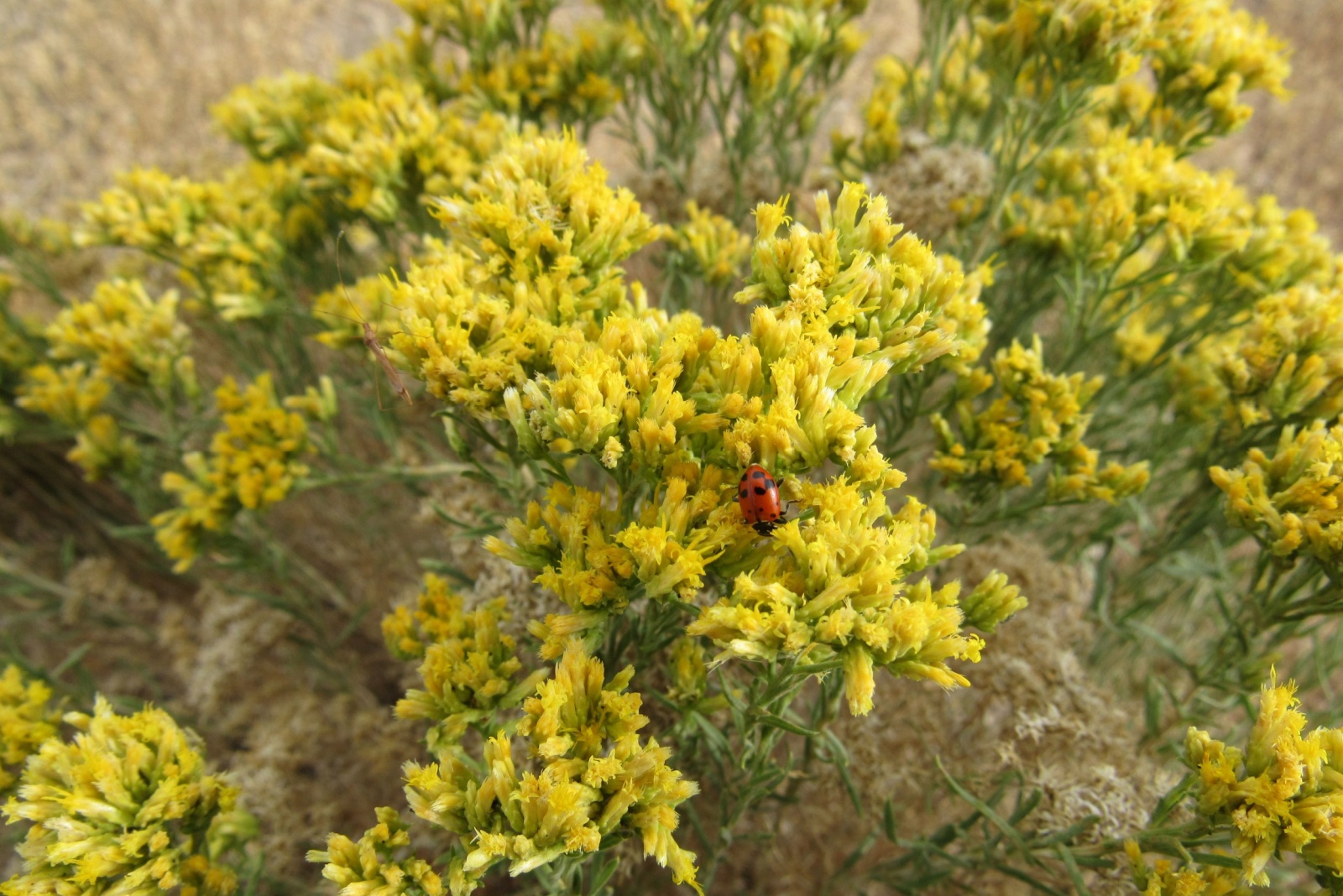 Rabbitbrush