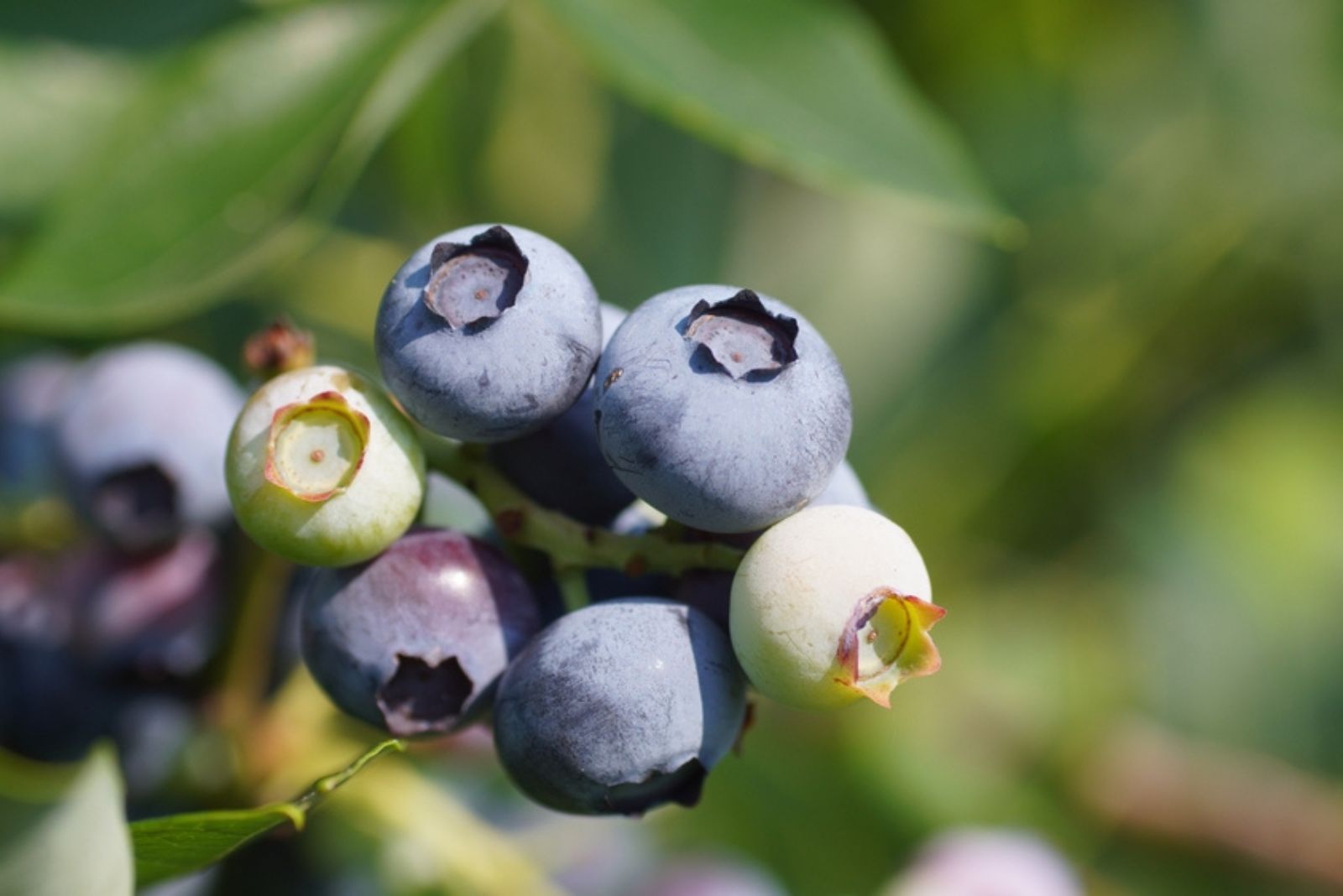 Rabbiteye blueberries