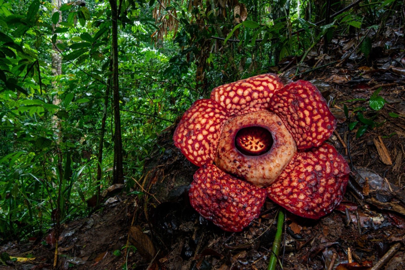 Rafflesia Arnoldii