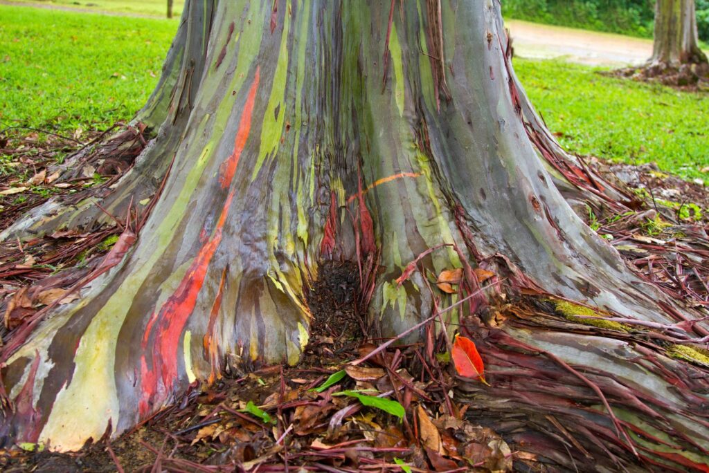 Rainbow Eucalyptus