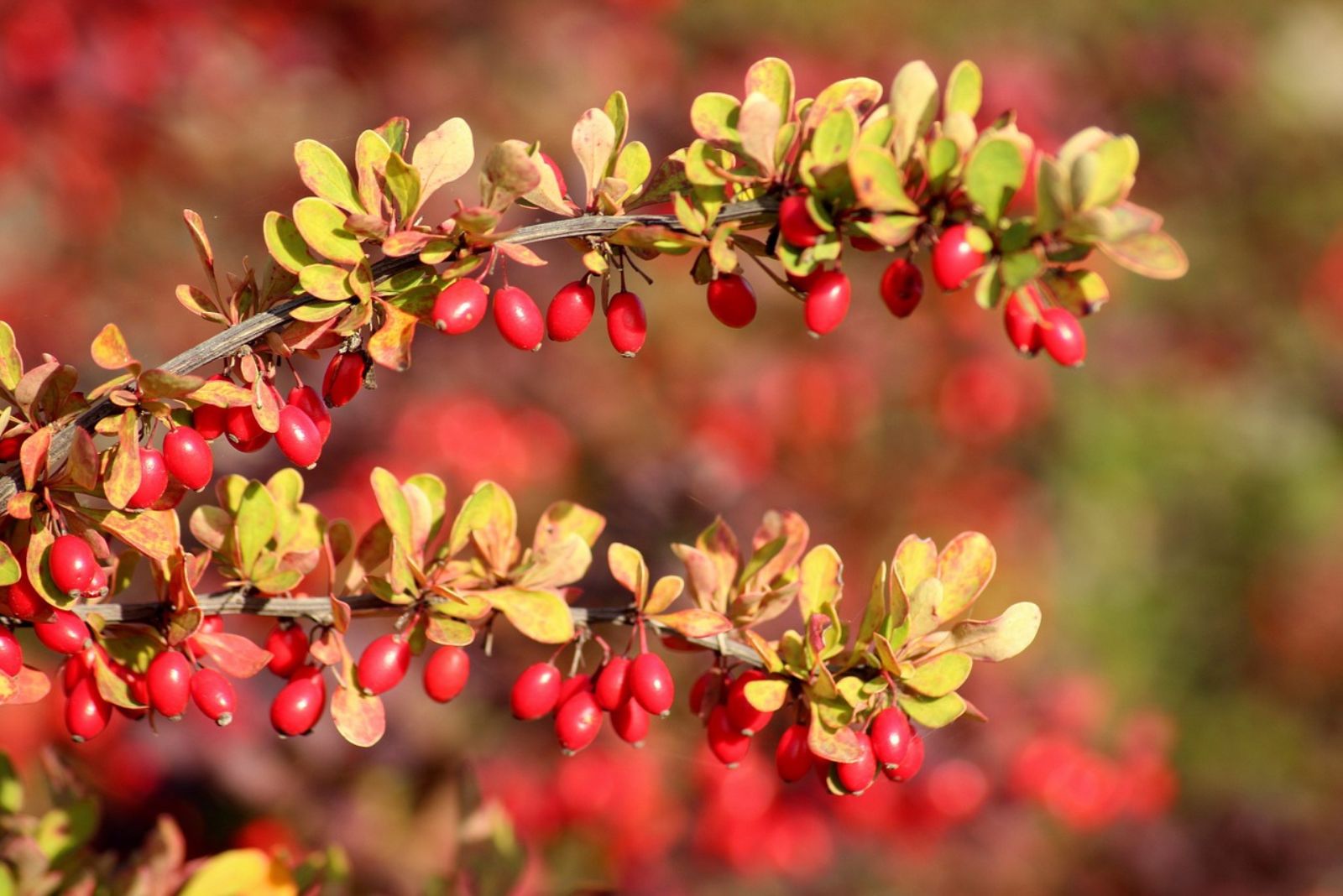 Red And Gold Japanese Barberry